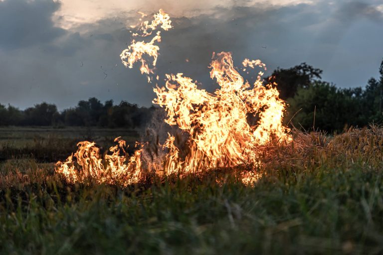 Wildfire