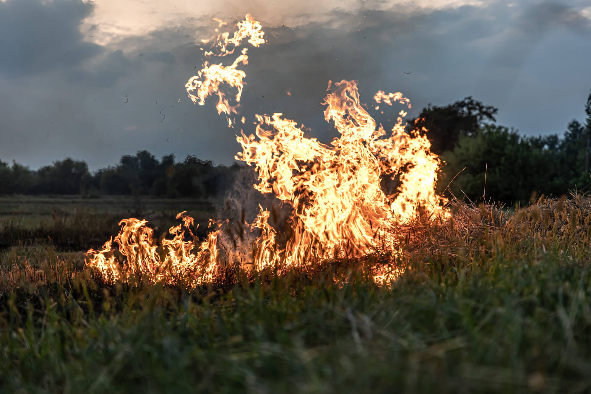 Wildfire